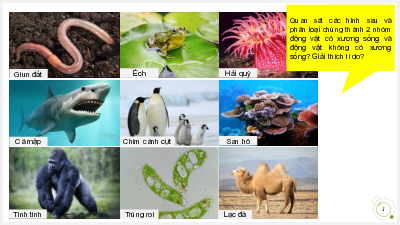 Chủ đề 8. Bài 23: Đa dạng động vật có xương sống | Bài giảng PowerPoint KHTN 6 | Cánh diều