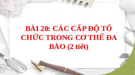 Giáo án điện tử Khoa học tự nhiên 6 bài 20 Chân trời sáng tạo : Các cấp độ tổ chức trong cơ thể đa bào