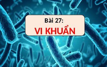 Giáo án điện tử Khoa học tự nhiên 6 bài 27 Kết nối tri thức : Vi khuẩn
