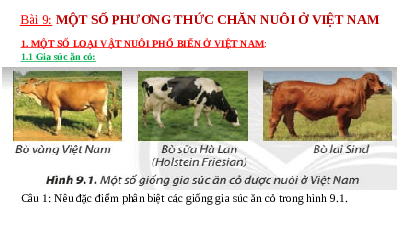 Giáo án điện tử Công nghệ 7 Bài 9 Chân trời sáng tạo: Một số phương thức chăn nuôi ở Việt Nam