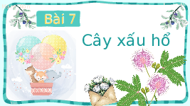 Giáo án điện tử Tiếng Việt 2 Tập 1 Bài 7 Kết nối tri thức: Cây xấu hổ - Đọc