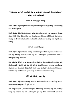 Viết đoạn mở bài cho bài văn tả một cây bóng mát được trồng ở trường hoặc nơi em ở Tiếng việt 4 Chân trời sáng tạo