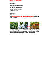 HỌ CÀ (Solanaceae): Đặc Điểm, Cấu Trúc và Ứng Dụng Thực Tiễn