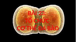 Giáo án điện tử Khoa học tự nhiên 6 bài 23 Kết nối tri thức : Tổ chức cơ thể đa bào