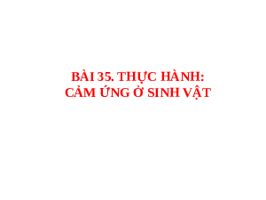 Giáo án điện tử Khoa học tự nhiên 7 bài 35 Kết nối tri thức :Thực hành Cảm ứng ở sinh vật