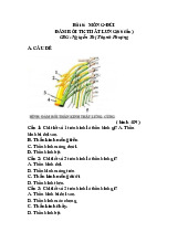Trắc nghiệm mông đùi đám rối TK thắt lưng | Môn Giải phẫu 1 - Đại học Cần Thơ