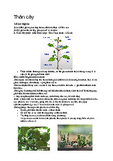 Khái quát về Thân Cây: Cấu Trúc và Chức Năng (MÔN SINH HỌC)