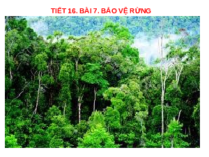 Giáo án điện từ Công nghệ 7 Bài 7 Cánh Diều: Bảo vệ rừng
