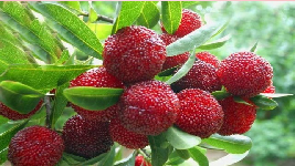 Giáo án điện tử Tiếng Việt 2 Tập 1 Bài 7 Kết nối tri thức: Cây xấu hổ - Nói và nghe