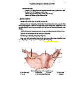 Cơ Quan Sinh Dục Nữ - Giải Phẫu YK.M14 (Tổng Quan và Chi Tiết)