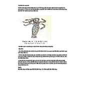 Hệ Thần Kinh Lưới: Đặc Điểm & Tiến Hóa - Sinh Học 11