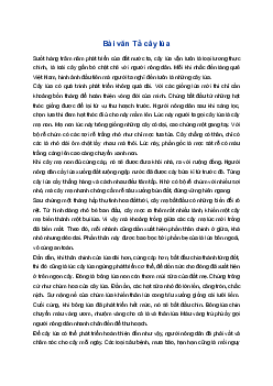 Tả cây lúa | Tập làm văn 4