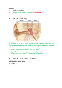 Nội dung bài giảng chi tiết Tiền đình ốc tai | Đại học Y dược thành phố Hồ Chí Minh
