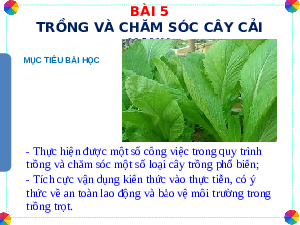 Giáo án điện tử Công nghệ 7 Bài 5 Chân trời sáng tạo: Trồng và chăm sóc cây cải xanh
