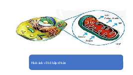 Giáo án điện tử Khoa học tự nhiên 7 bài 25 Chân trời sáng tạo : Hô hấp tế bào