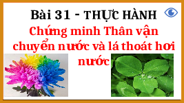 Giáo án điện tử Khoa học tự nhiên 7 bài 31 Chân trời sáng tạo : Thực hành chứng minh thân vận chuyển nước và lá thoát hơi nước