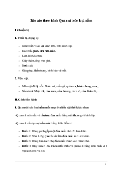 Giải KHTN Lớp 6 Bài 33: Thực hành: Quan sát các loại nấm | Kết nối tri thức
