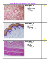 Phân biệt mô của các hệ cơ quan qua hình ảnh | Môn Mô phôi - Đại học Hòa Bình