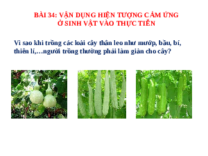 Giáo án điện tử Khoa học tự nhiên 7 bài 34 Kết nối tri thức : Vận dụng hiện tượng cảm ứng ở sinh vật vào thực tiễn