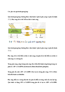 Diễn biến pha sáng của quá trình quang hợp? | Câu hỏi ôn tập Sinh học 10