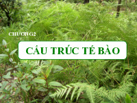 Bài giảng chương 2 câu trúc tế bào | Sinh học 10