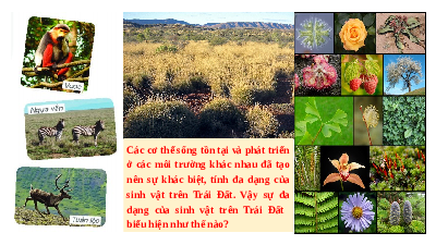 Giáo án điện tử Địa lí 6 Bài 20 Chân trời sáng tạo: Sinh vật và sự phân bố các đới thiên nhiên trên. Rừng nhiệt đới