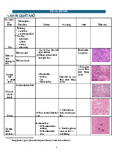 Khái quát mô phôi: đại cương và cấu trúc của mô sụn | Tài liệu Mô phôi