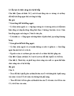 Giải Khoa học tự nhiên 8 bài 34: Hệ hô hấp ở người | Kết nối tri thức
