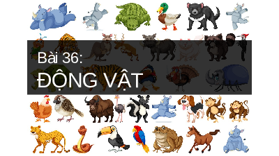 BÀI 36: Động vật | Bài giảng PowerPoint Khoa học tự nhiên 6 | Kết nối tri thức