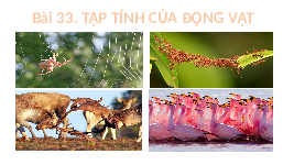 Giáo án điện tử Khoa học tự nhiên 7 bài 33 Chân trời sáng tạo : Tập tính ở động vật
