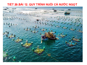 Bài giảng điện tử môn Công nghệ 7 Bài 12: Quy trình nuôi cá nước ngọt trong ao (Tiết 29) | Cánh diều