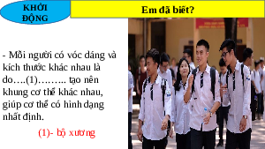 Giáo án điện tử Khoa học tự nhiên 8 Bài 31 Kết nối tri thức: Hệ vận động ở người