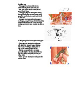 Tài liệu giải phẫu gan - Cuống gan và Đường dẫn mật ngoài gan