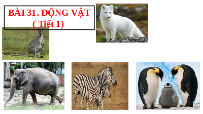 Bài 31: Động vật | Bài giảng PowerPoint KHTN 6 | Chân trời sáng tạo