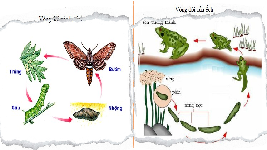 Giáo án điện tử Khoa học tự nhiên 7 bài 34 Chân trời sáng tạo : Sinh trưởng và phát triển ở sinh vật