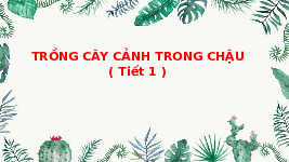 Giáo án điện tử Công nghệ 4 Bài 4 Tiết 1 Chân trời sáng tạo: Trồng cây cảnh trong chậu