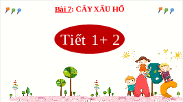Giáo án điện tử Tiếng Việt 2 Tập 1 Bài 7 Kết nối tri thức: Cây xấu hổ - Đọc