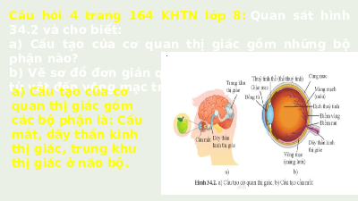 Giáo án điện tử Khoa học tự nhiên 8 Bài 34 Cánh diều: Hệ thần kinh và các giác quan ở người