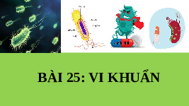 Giáo án điện tử Khoa học tự nhiên 6 bài 25 Chân trời sáng tạo : Vi khuẩn