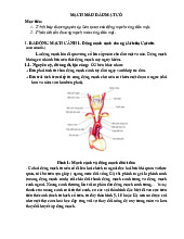 GPH MM ĐẦU MẶT CỔ: Cấu Trúc và Chức Năng Mạch Máu môn Giải phẫu | Trường Đại Học Y Dược Thái Bình