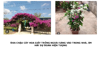 Giáo án điện tử Khoa học tự nhiên 7 Bài 19 Cánh diều: Các yếu tố ảnh hưởng đến quang hợp