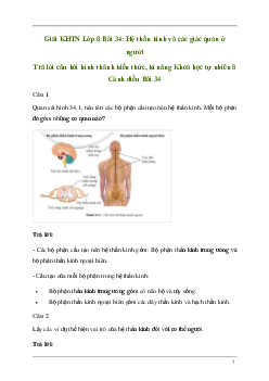 Giải KHTN 8 Bài 34: Hệ thần kinh và các giác quan ở người | Cánh diều