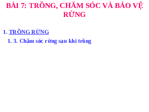 Giáo án điện tử Công nghệ 7 Bài 7 Chân trời sáng tạo: Trồng, chăm sóc và bảo vệ rừng