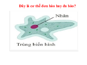 BÀI 24: Ai nhanh hơn ai | Bài giảng PowerPoint Khoa học tự nhiên 6 | Kết nối tri thức
