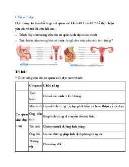 Giải Khoa học tự nhiên 8 bài 40: Sinh sản ở người | Kết nối tri thức