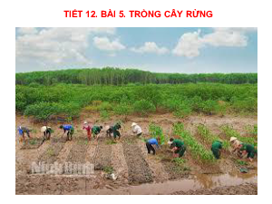 Bài giảng điện tử môn Công nghệ 7 Bài 5: Trồng cây rừng (Tiết 12) | Cánh diều