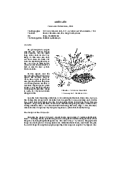 Chiêu liêu - thực vật học | Đại học Lâm Nghiệp