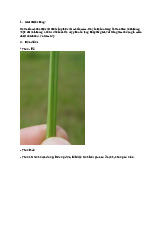 Thực vật dược - Chuyên đề về họ Cói (Cyperaceae) | Đại học Y Dược Thành phố Hồ Chí Minh