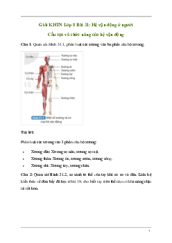 Giải KHTN 8 Bài 31: Hệ vận động ở người | Kết nối tri thức