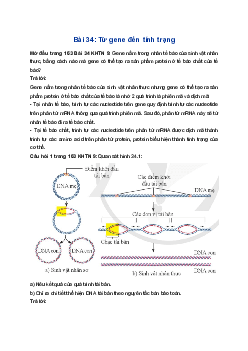 Giải Khoa học tự nhiên 9 Cánh diều Bài 34: Từ gene đến tính trạng